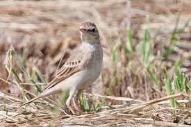 Image result for Anthus campestris