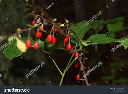 Attēlu rezultāti vaicājumam “Pareulype berberata”