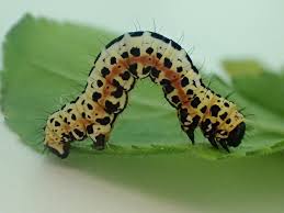 Attēlu rezultāti vaicājumam “Abraxas grossulariata larva”