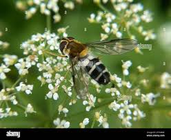 Attēlu rezultāti vaicājumam “Leucozona glaucia”