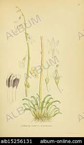 Attēlu rezultāti vaicājumam “Lobelia dortmanna”