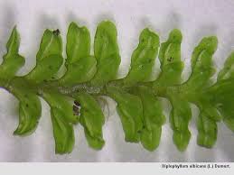 Attēlu rezultāti vaicājumam “Diplophyllum albicans”