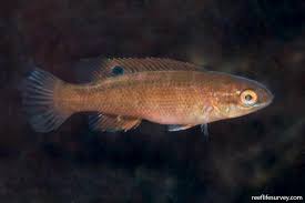 Image result for Tautogolabrus adspersus