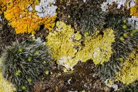 Attēlu rezultāti vaicājumam “Grimmia pulvinata sporophyte”