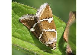 Attēlu rezultāti vaicājumam “Deltote bankiana”