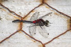 Attēlu rezultāti vaicājumam “Leucorrhinia dubia male”