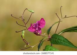Attēlu rezultāti vaicājumam “Impatiens glandulifera leaf”