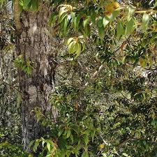 Attēlu rezultāti vaicājumam “Ophiotheca chrysosperma sessile”