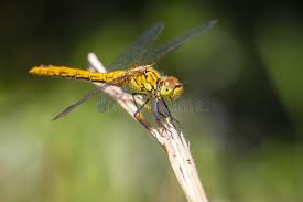 Attēlu rezultāti vaicājumam “Sympetrum sanguineum female”