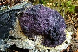 Attēlu rezultāti vaicājumam “Nectriopsis violacea”