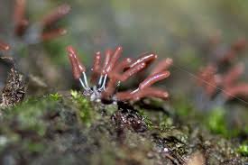 Attēlu rezultāti vaicājumam “Stemonitopsis typhina stalked”