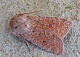 Attēlu rezultāti vaicājumam “Orthosia cruda”