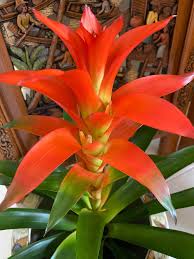 Image result for buaaambulancia