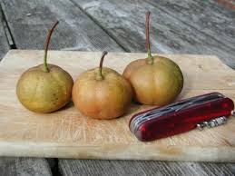 Attēlu rezultāti vaicājumam “Sorbus intermedia fruit”