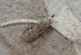 Attēlu rezultāti vaicājumam “Aphomia sociella female”