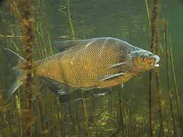 Attēlu rezultāti vaicājumam “Abramis brama”