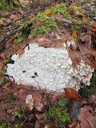 Attēlu rezultāti vaicājumam “Antrodia xantha”