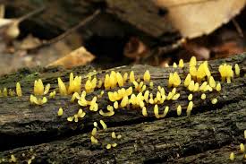 Attēlu rezultāti vaicājumam “Calocera glossoides”