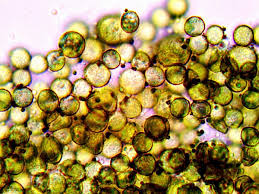 Attēlu rezultāti vaicājumam “Lindbladia tubulina macro”