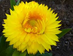 Image result for Strohblume