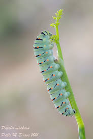 Attēlu rezultāti vaicājumam “Papilio machaon larva”