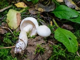 Attēlu rezultāti vaicājumam “Tricholoma album”