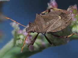 Attēlu rezultāti vaicājumam “Picromerus bidens”