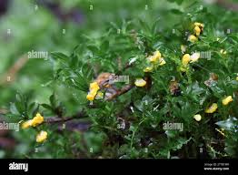 Attēlu rezultāti vaicājumam “Physarum contextum”