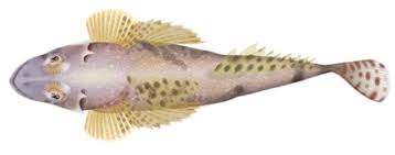 Image result for Platycephalus speculator