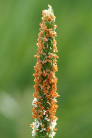 Attēlu rezultāti vaicājumam “Alopecurus aequalis flower”