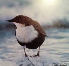 Attēlu rezultāti vaicājumam “Cinclus cinclus”