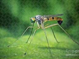 Attēlu rezultāti vaicājumam “Dolichopodidae”