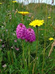 Attēlu rezultāti vaicājumam “Pilosella officinarum bud”