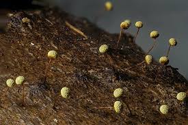 Attēlu rezultāti vaicājumam “Physarum oblatum macro”