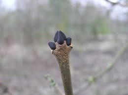 Attēlu rezultāti vaicājumam “Fraxinus excelsior bud”