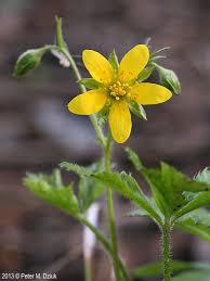 Attēlu rezultāti vaicājumam “Waldsteinia geoides flower”