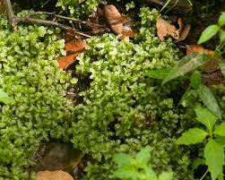 Attēlu rezultāti vaicājumam “Rhizomnium punctatum”