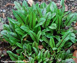 Attēlu rezultāti vaicājumam “Rumex acetosa”