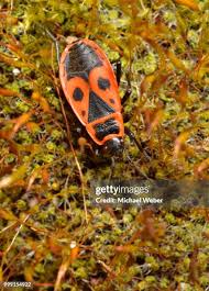 Attēlu rezultāti vaicājumam “Pyrrhocoris apterus”