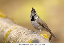 Attēlu rezultāti vaicājumam “Lophophanes cristatus adult”