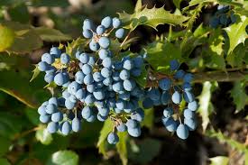 Attēlu rezultāti vaicājumam “Mahonia aquifolium”