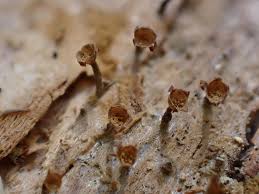 Attēlu rezultāti vaicājumam “Melanospora lagenaria”