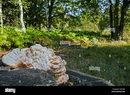 Attēlu rezultāti vaicājumam “Postia tephroleucus”