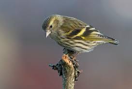 Attēlu rezultāti vaicājumam “Carduelis spinus female”