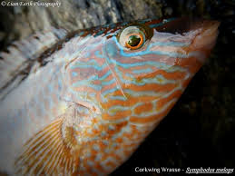 Image result for Symphodus melops