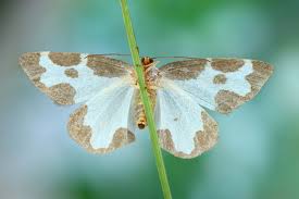 Attēlu rezultāti vaicājumam “Lomaspilis marginata”