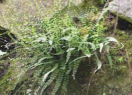 Attēlu rezultāti vaicājumam “Asplenium trichomanes”