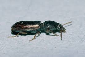 Attēlu rezultāti vaicājumam “Clivina fossor”