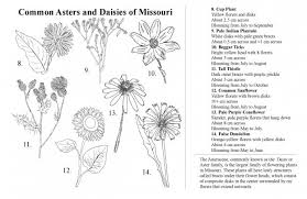 Attēlu rezultāti vaicājumam “Asteraceae”