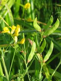 Attēlu rezultāti vaicājumam “Lathyrus pratensis”